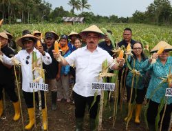 Gubernur Panen Jagung Hibrida dan Tanam Perdana Padi Gogo di Hatusua